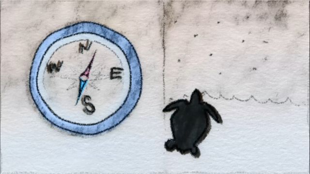 In the Land of Sea Turtles