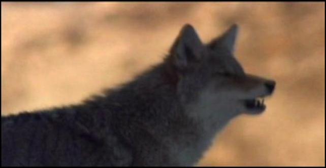 Spirit Dog: America's Little Wolf