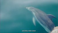 The Dolphin Dilemma
