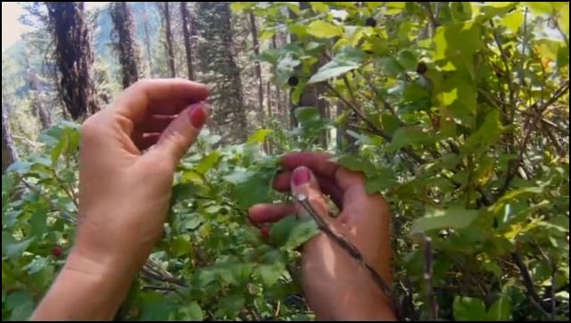 Lucky Star: A Huckleberry Tale