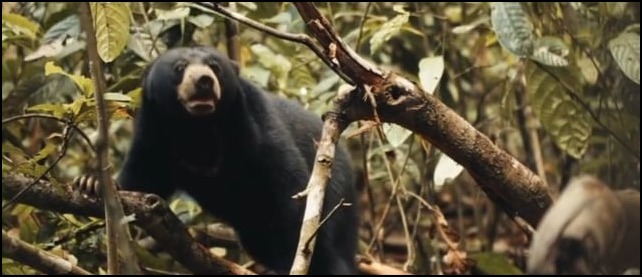 Sun Bear