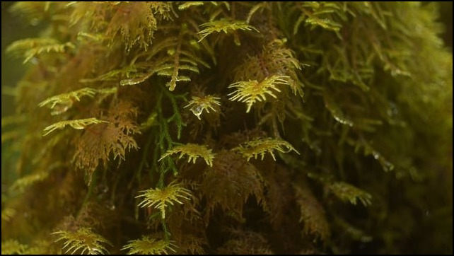 The Smell of Cedars Steeped in Rain: Olympic National Park
