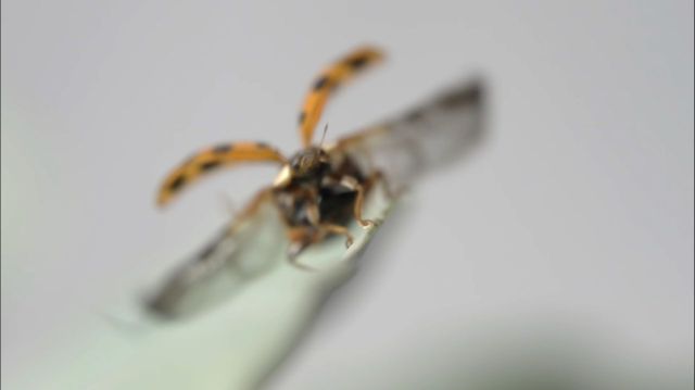 The Lady Beetle