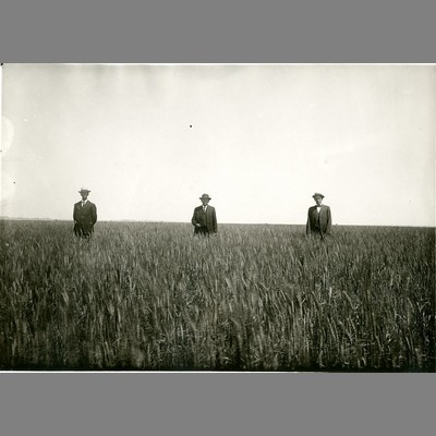 Alfred Atkinson and Two Unidentified Men in Field