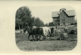 Excavation with horses for the construction of Lewis Hall, 1921