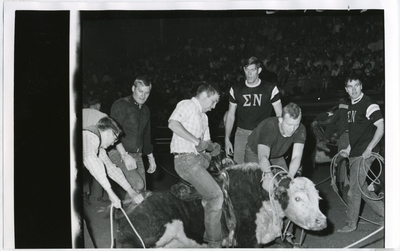 Sigma Nu members attempting to ride a cow
