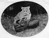 Bobcat posing next to a football and helmet