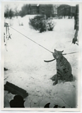 Bobcat being restrained by two leashes