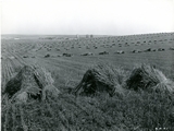 View of Bozeman with wheat fields in the foreground.