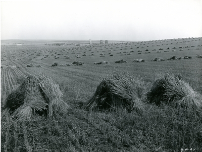 View of Bozeman with wheat fields in the foreground.