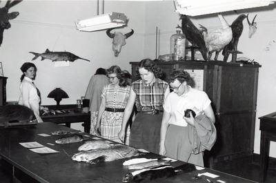 A group of women look at specimen in a Wildlife Exhibit