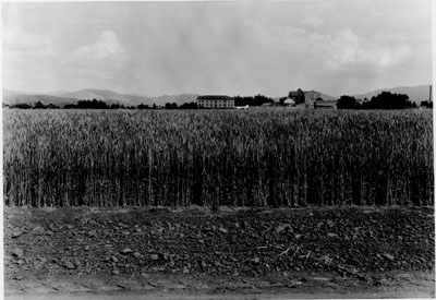 Montana State College Farm with campus in the background