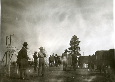 Men observing cattle at the Better Livestock Special