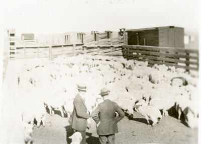 Sheep pen at the Better Livestock Special