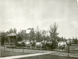 Five teams of horses fulling a float for the Sweet Pea Carnival on Campus