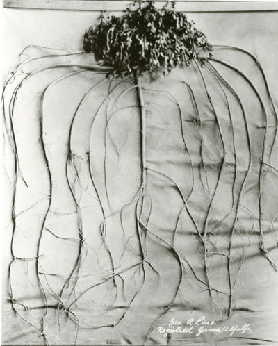 Registered Grimm Alfalfa plant with its roots exposed, Idaho-Montana Seed Growers Association