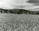 Field of grain, part of the Gallatin Canyon Study Photos