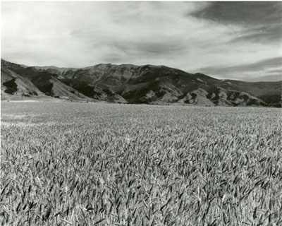 Field of grain, part of the Gallatin Canyon Study Photos