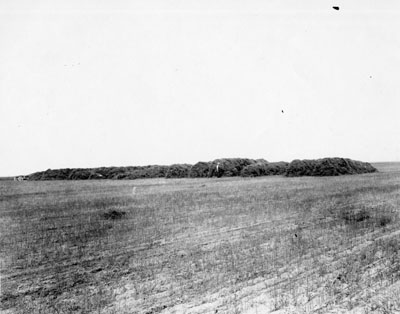 Header stacks near Fallon, MT, part of the M.L. Wilson flax series, 1912