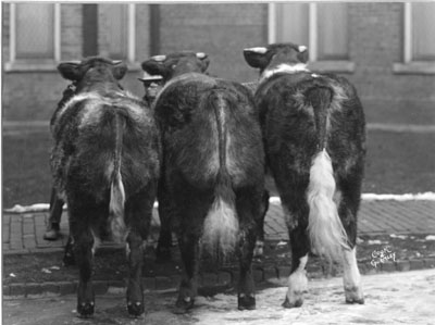 1935 International Livestock Exposition.