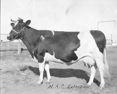 Cow on display at the Montana Agriculture College extension.