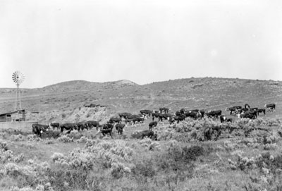 Grazing cattle, 1925