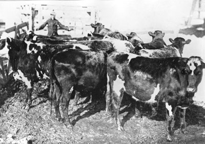 Man herding cattle for a feeding experiment.