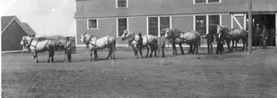 Team of horses at Montana State College, 1911