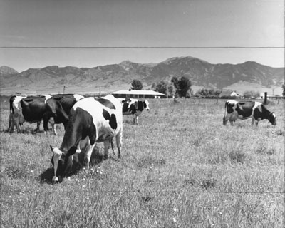 Montana State University Dairy Herd (2)