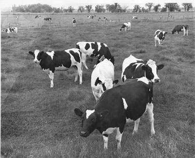 Cattle at the Huntley experimental station.