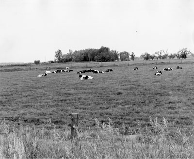 Cattle laying down at the Huntley experimental station.