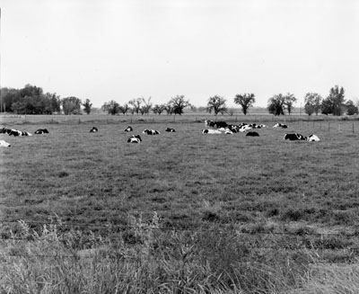 Cattle laying down at the Huntley experimental station.