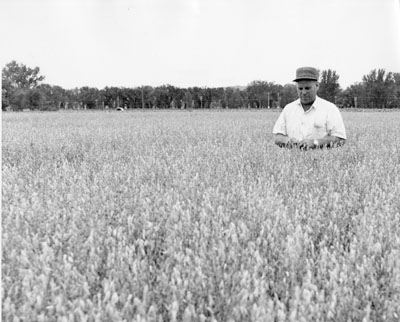 Torleif Aasheim in an experimental field at the Huntley Experimental Station.