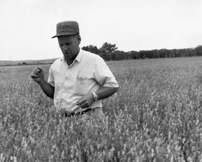 Torlief Aasheim at the Huntley Experimental Station