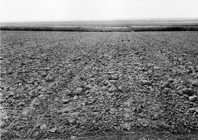 Clod mulch in in field near Havre, MT
