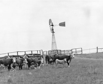 Cattle at the Havre experimental station.