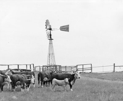 Cattle at the Havre experimental station (2)