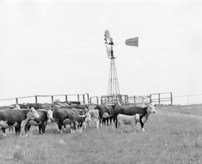Cattle and a wind mill at the Havre experimental station.