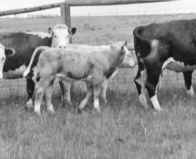 Calves at the Havre experimental station.