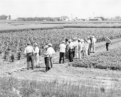 A large group of men look at experimental crops at the Sidney Experiment station