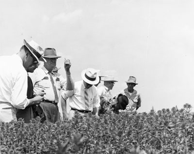 Men examining experimental safflower at the Sidney Experiment Station