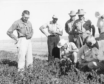 Men gathering around to look at safflower at the Sidney Experiment Station.