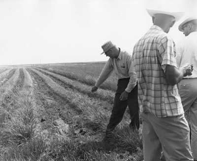 Man pointing to an experimental crop at the Sidney experiment station.