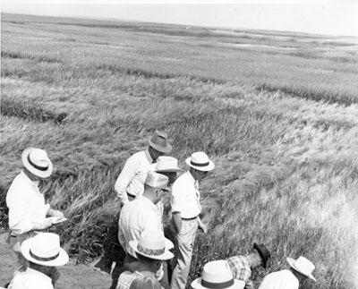Group of men looking at experimental crops at the Sidney experiment station, photo taken from above.