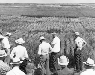 Men looking at experimental crops at the Sidney experiment station.