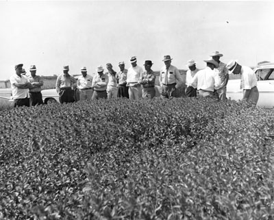 Large group of men looking at experimental crops at the Sidney experiment station.