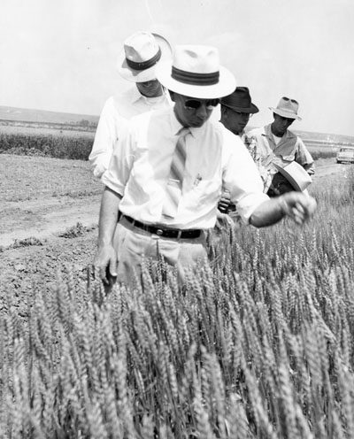 Men Looking at Experiment Crops at the Sidney Experiment Station.