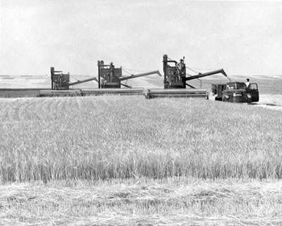 Three combines and a truck harvesting grain at the Moccasin experiment station.