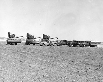 Combines and trucks harvesting grain at the Moccasin experiment station.