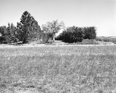 Large windbreak at the Moccasin experiment station.